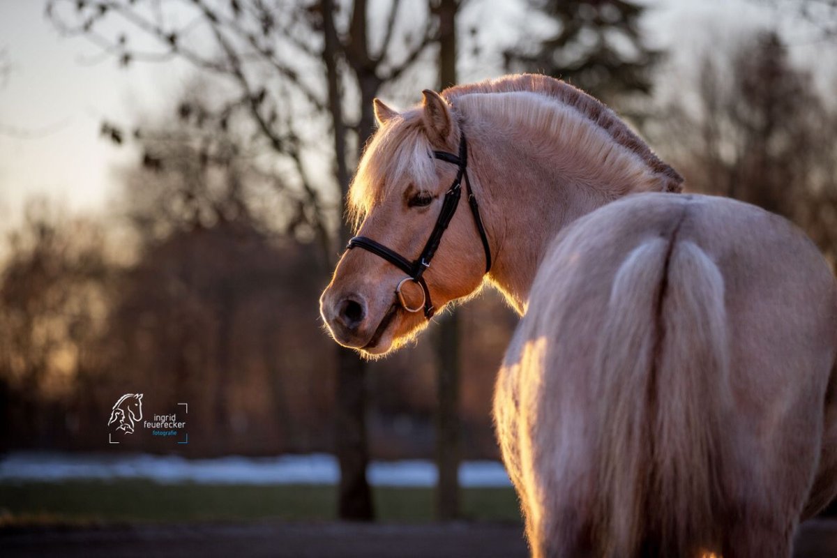 Фьордская порода лошадей