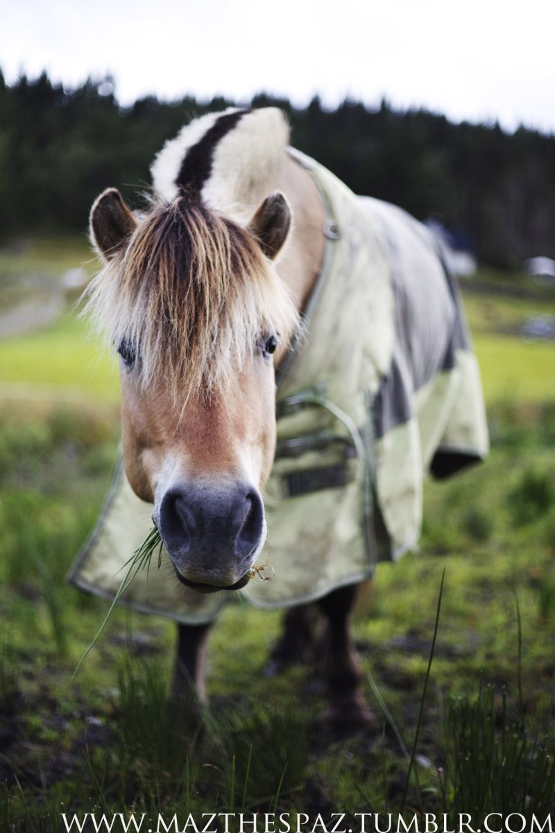 Жеребята породы Фьорд