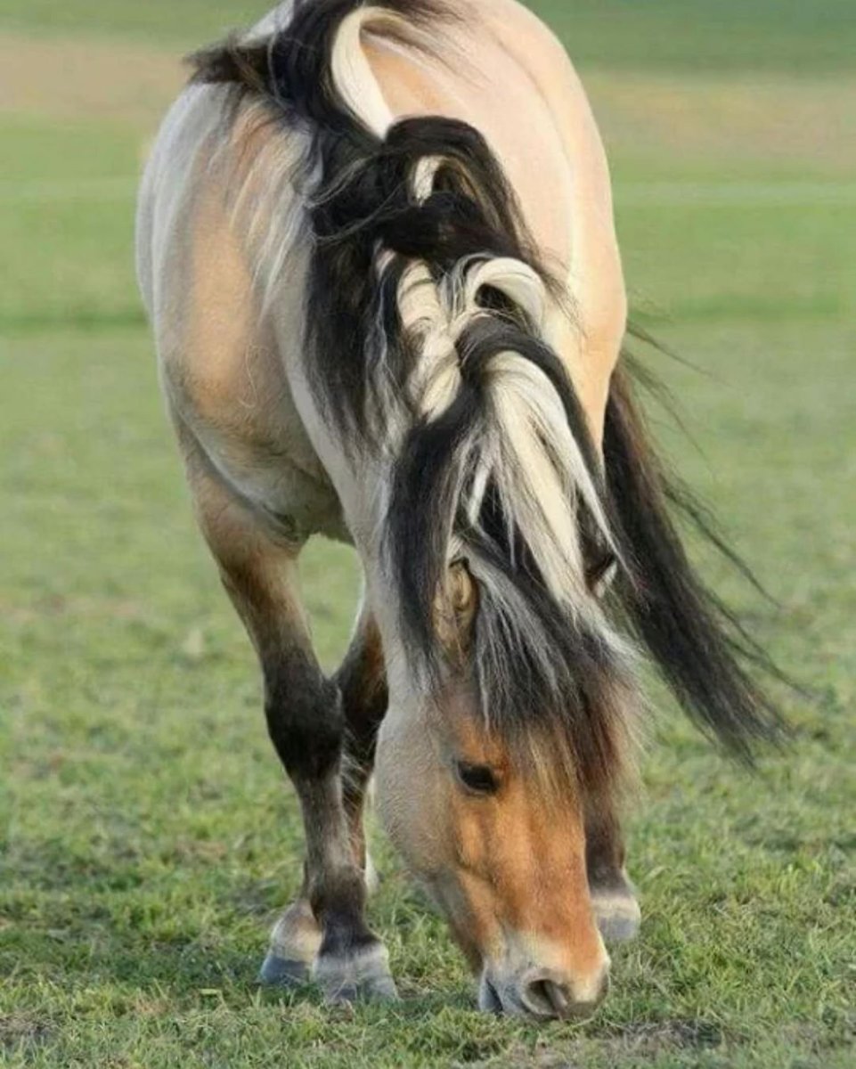 Фьорд лошадь в упряжи