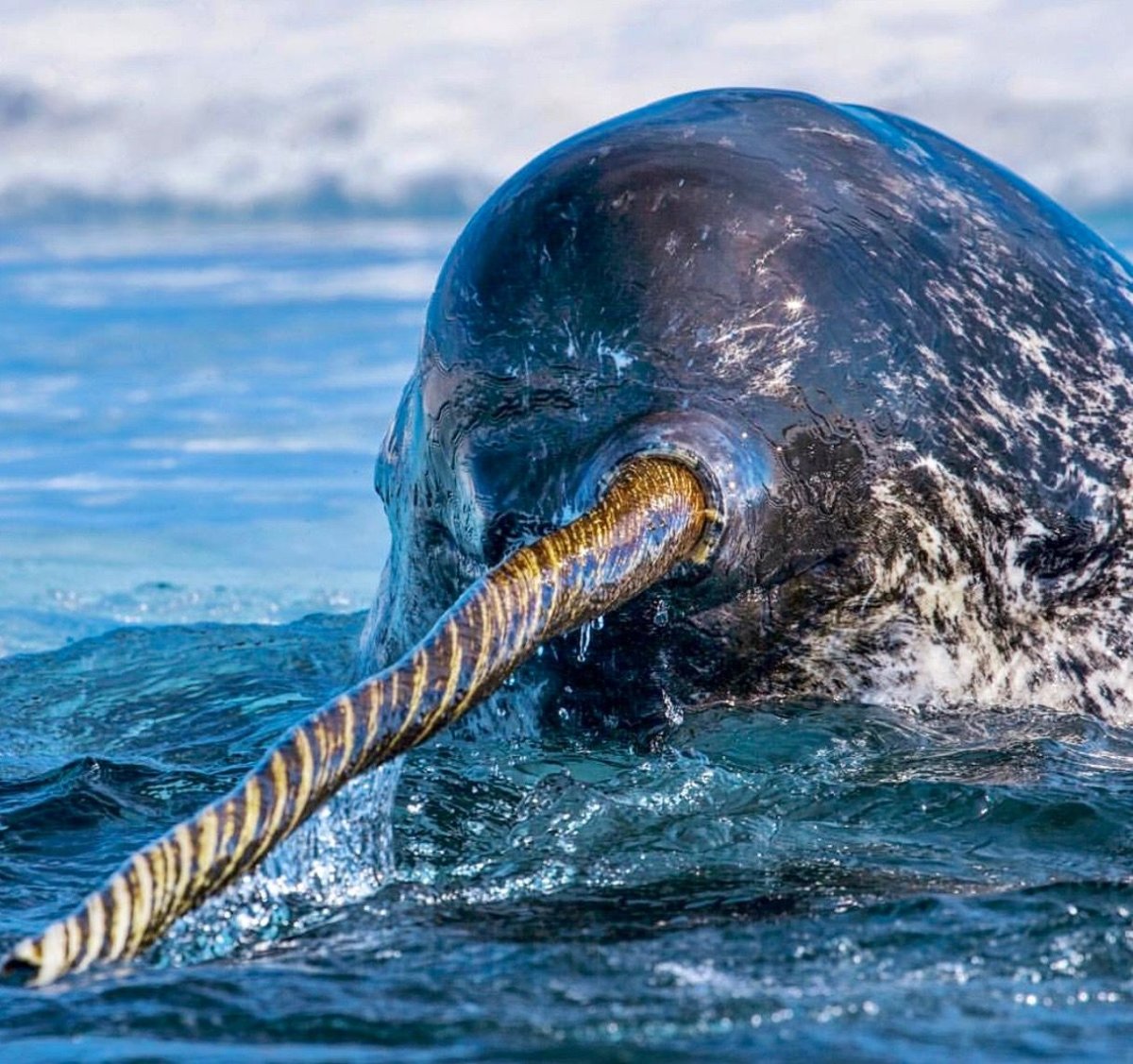 Дельфин нарвал