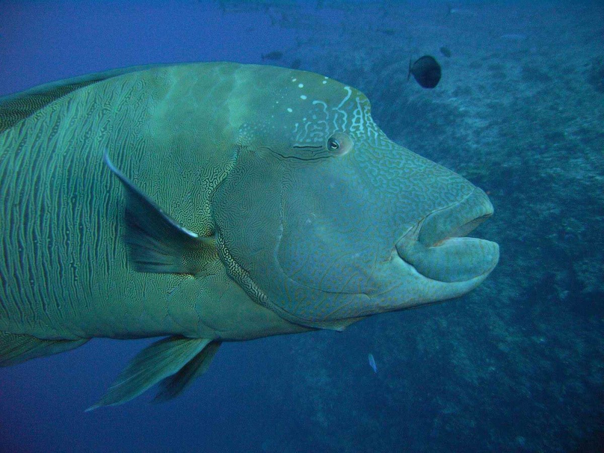 Императорский губан