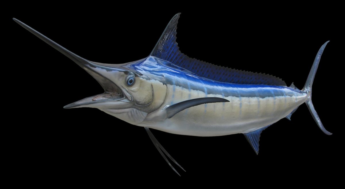 Смешные рыбы