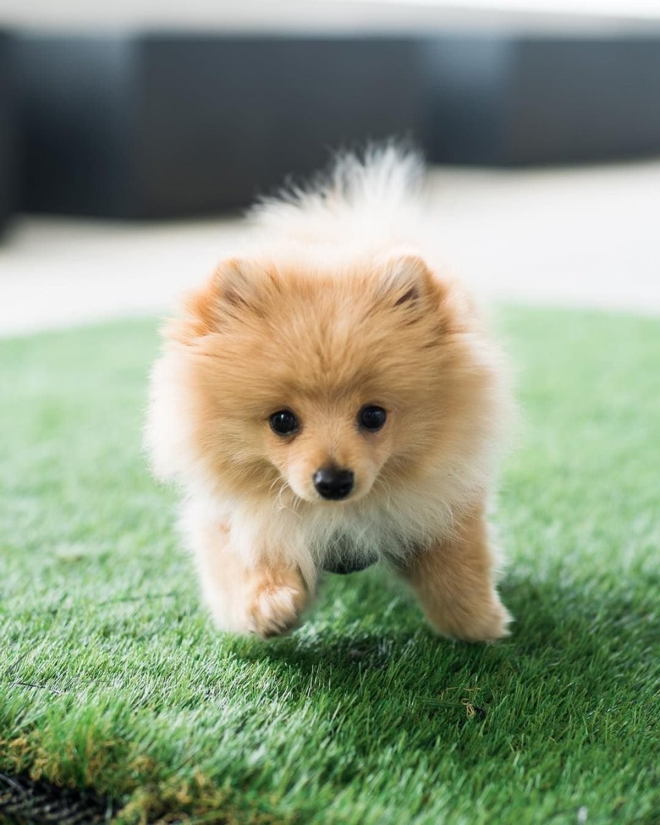 Болонка карликовая