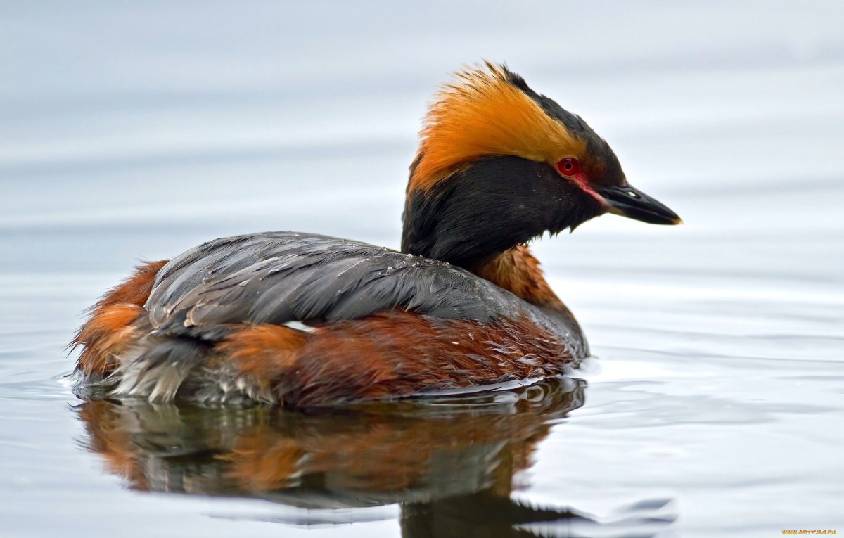 Птица поганка трёхцветная