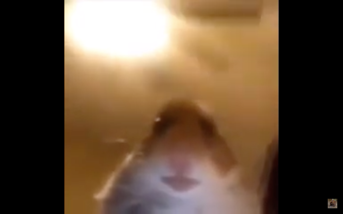 Хомяк с набитыми щеками