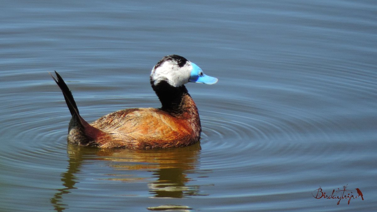 Белоголовая Савка