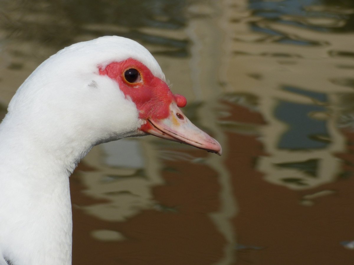 Гусь с красным клювом