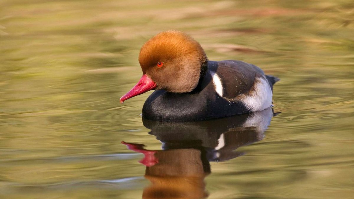 Птица чомга нырок