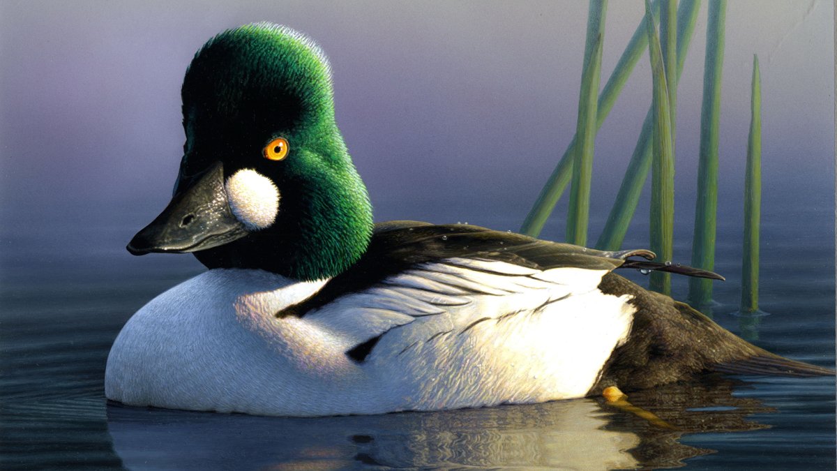 Гоголь птица