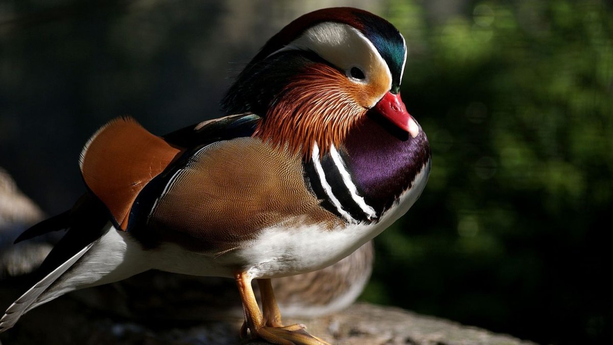 Каролинские утки