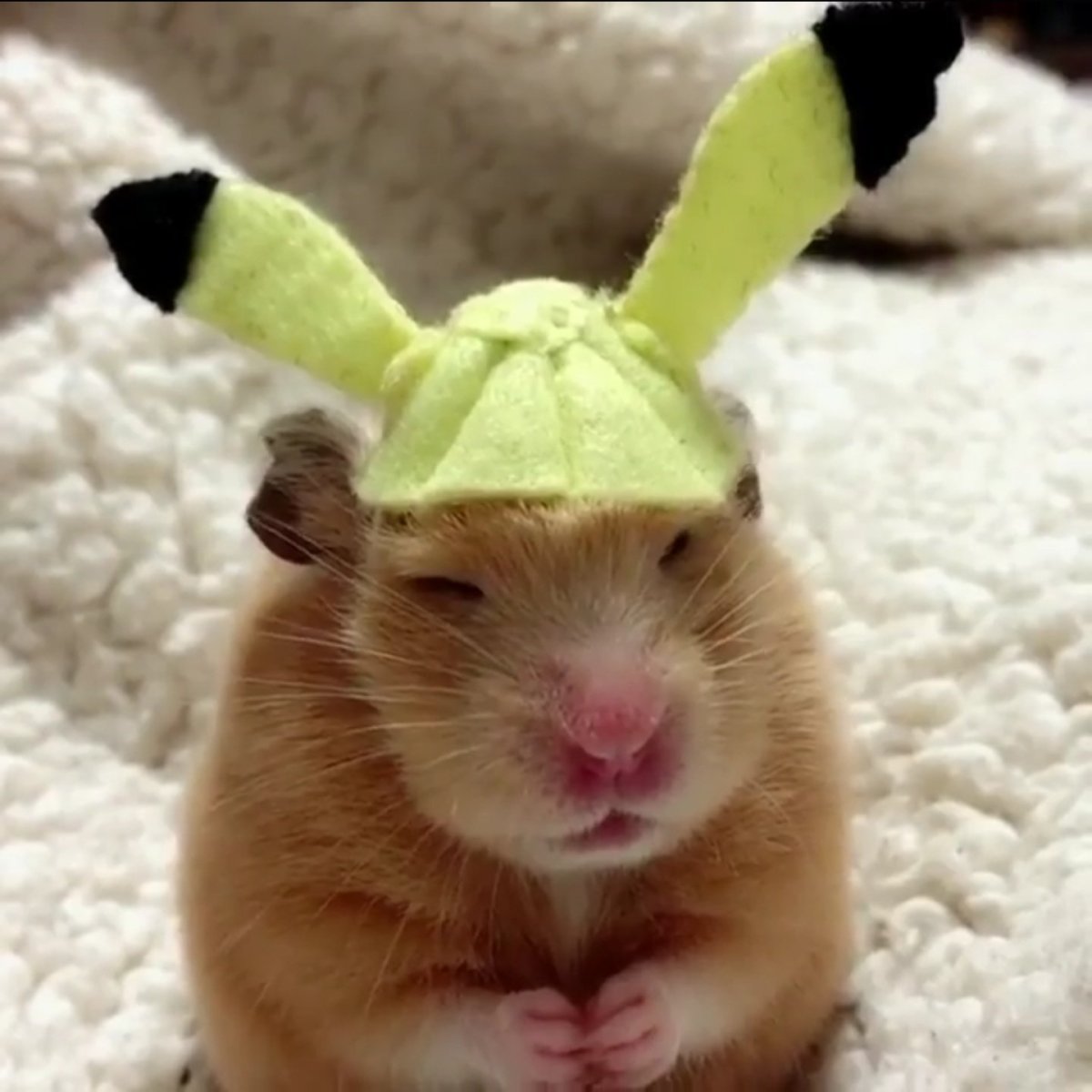 Капибара и морская Свинка