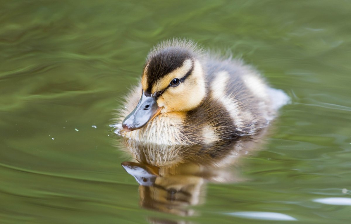 Сарбио утенок