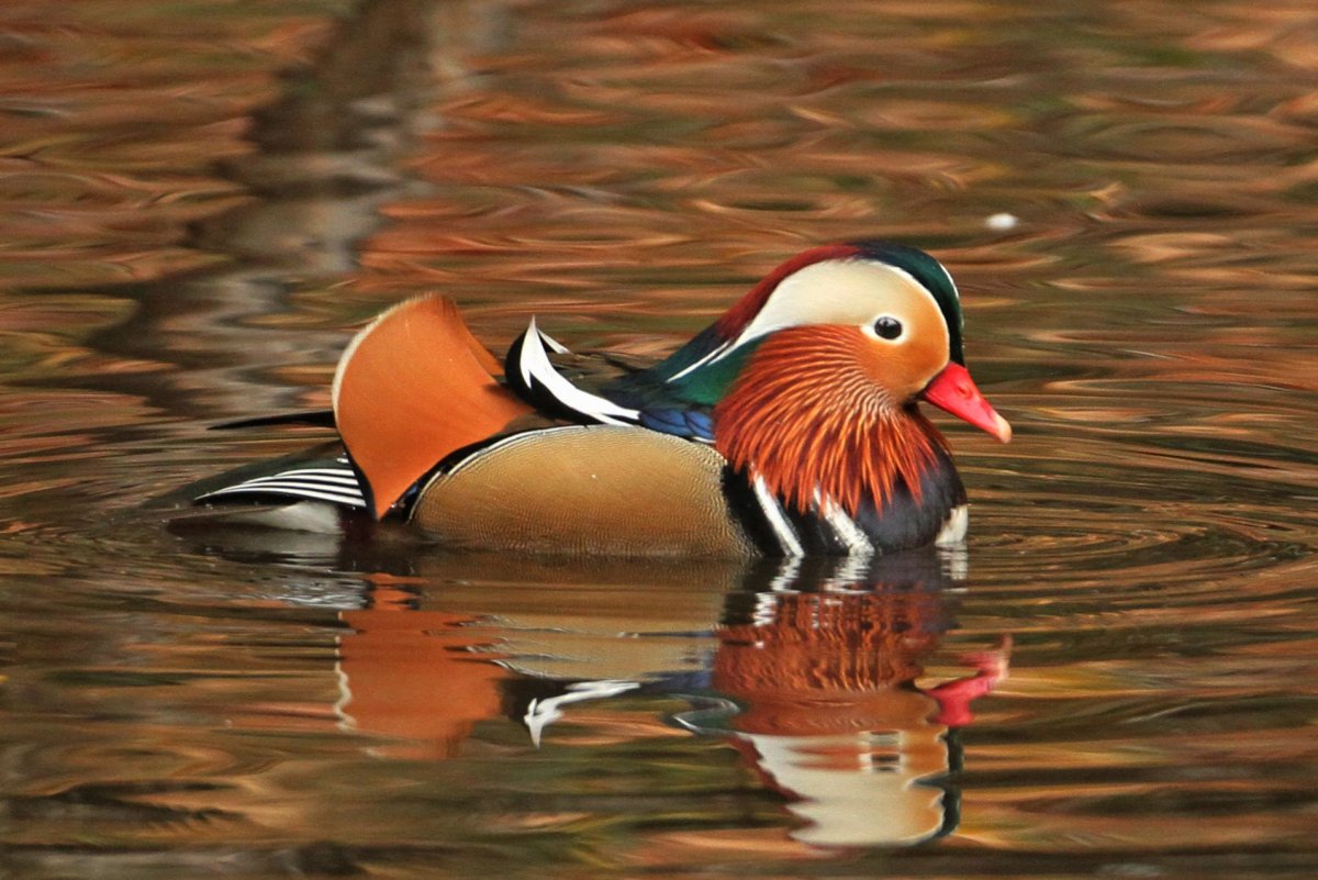 Утка Мандаринка