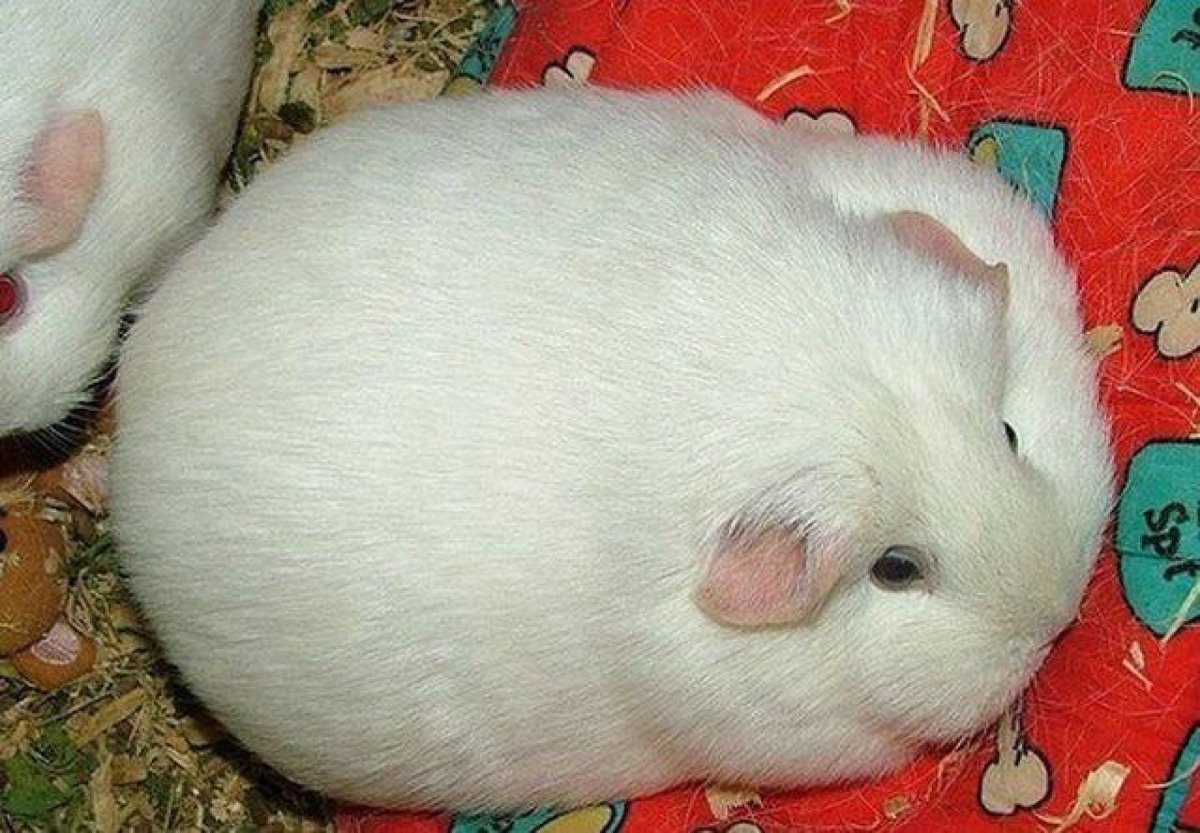 Хомяк Обжора