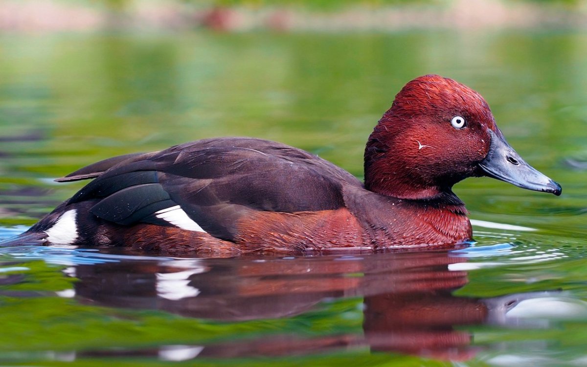 Белоглазый нырок (Aythya nyroca)