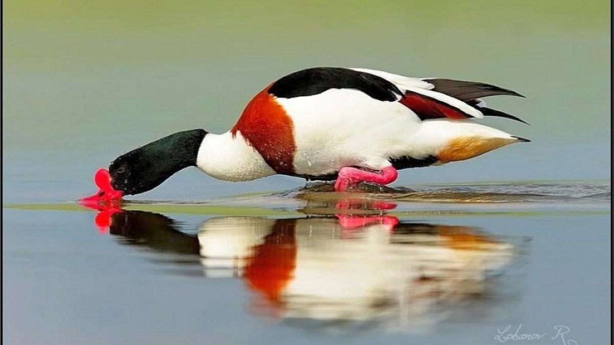 Красная пеганка