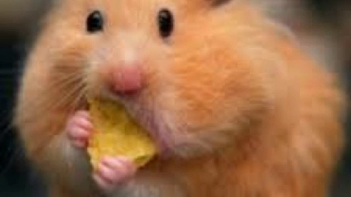 Смешные хомячки