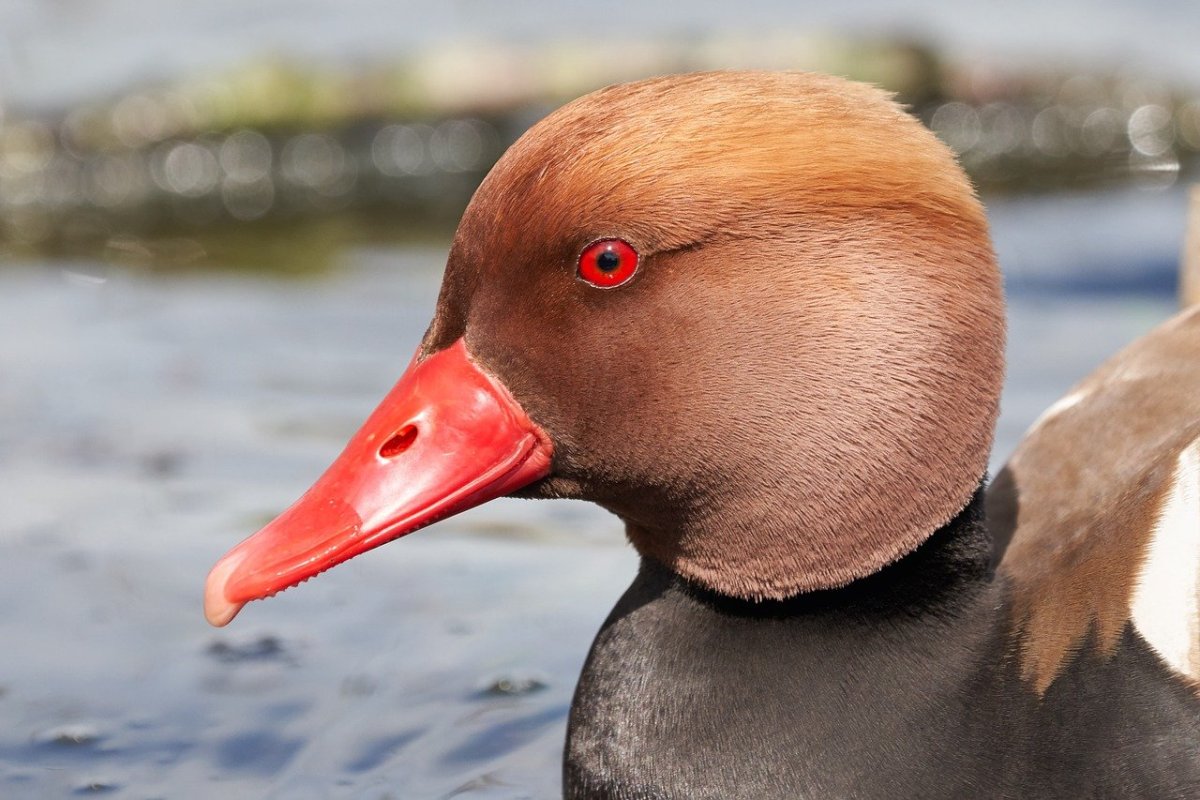 Утка лысуха нырок