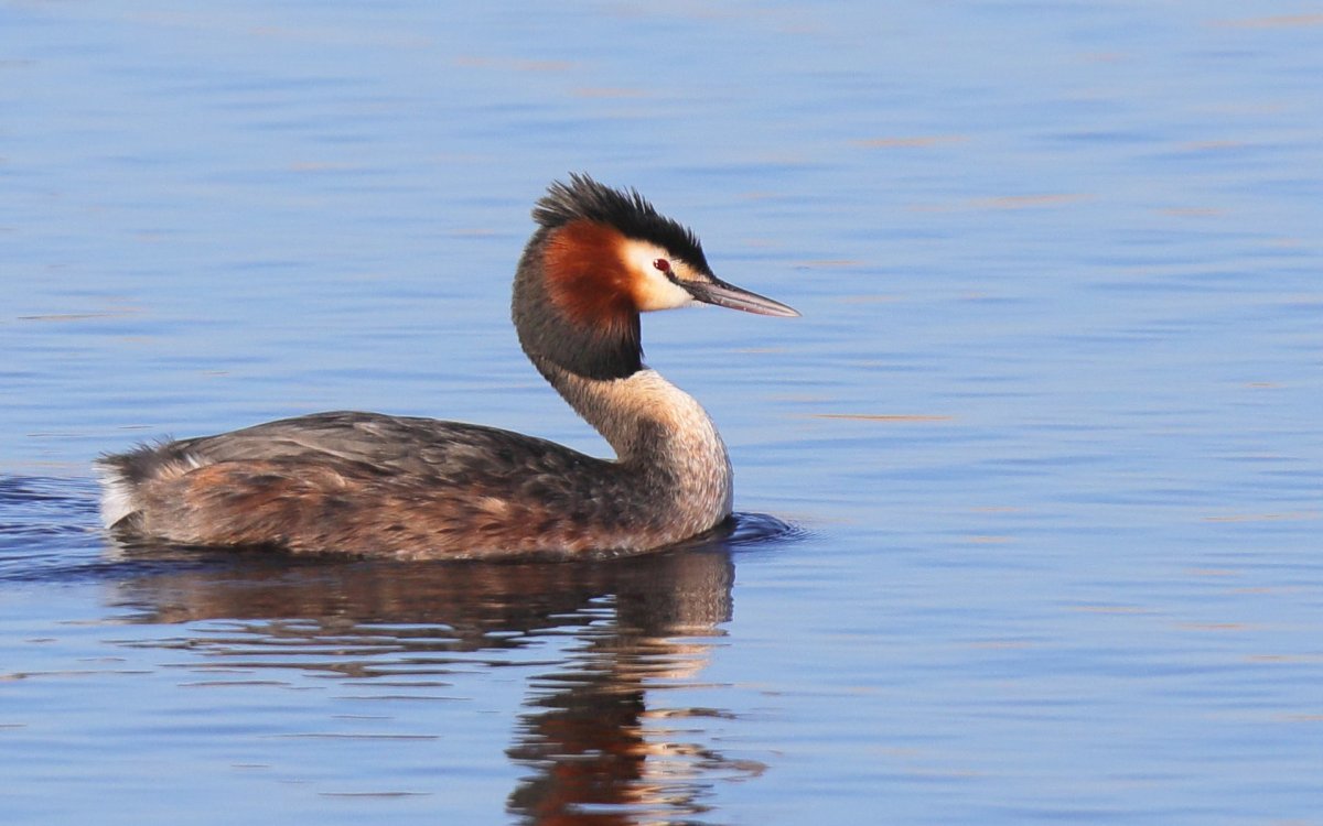 Хохлатая водоплавающая птица