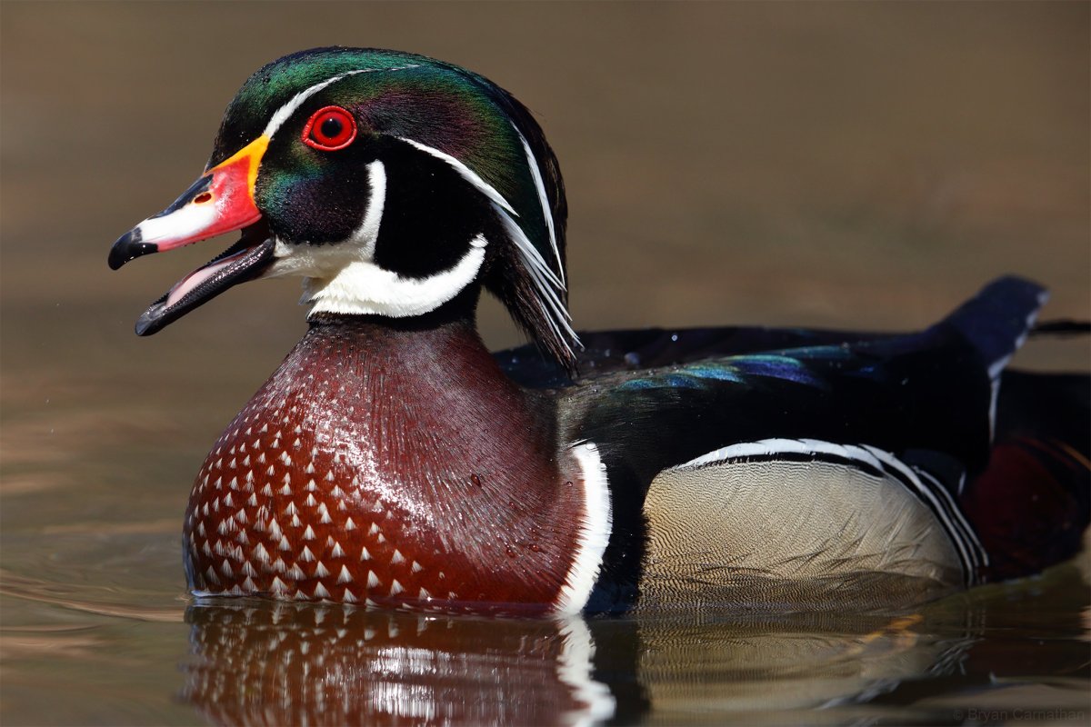 Породы диких уток