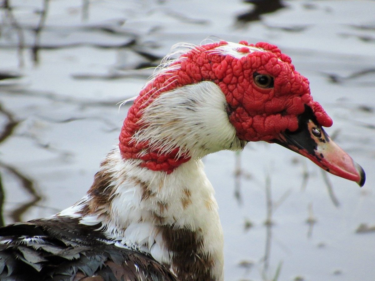 Большая утка с красной головой