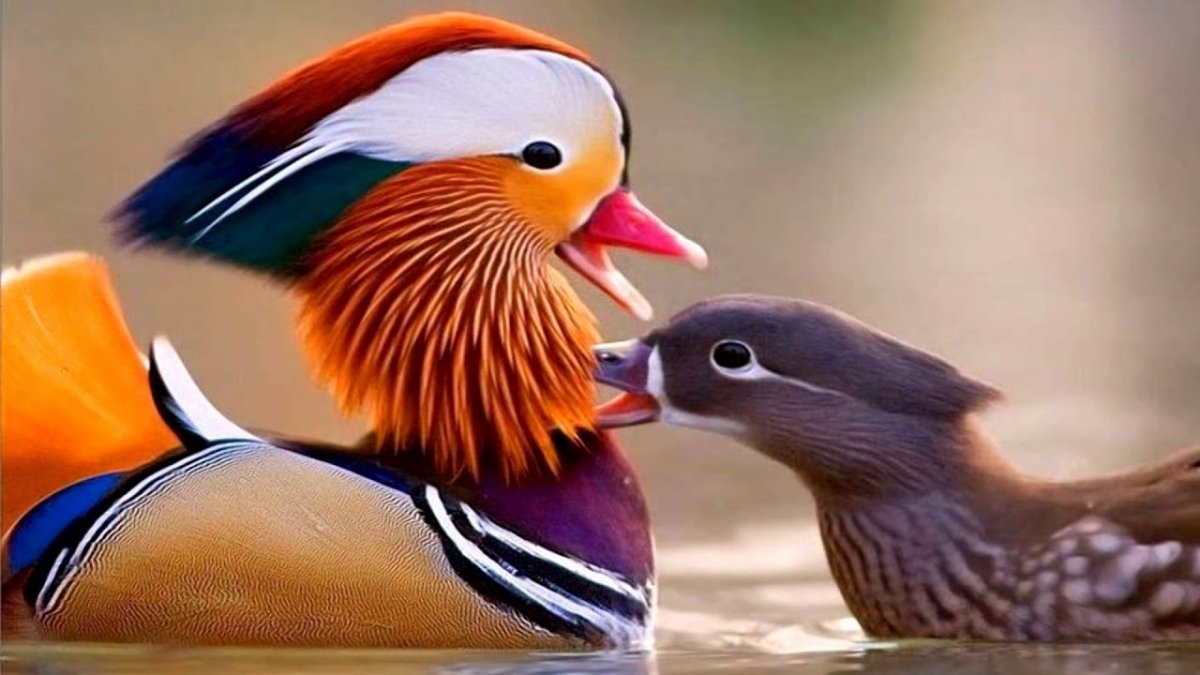 Клюв мандаринки