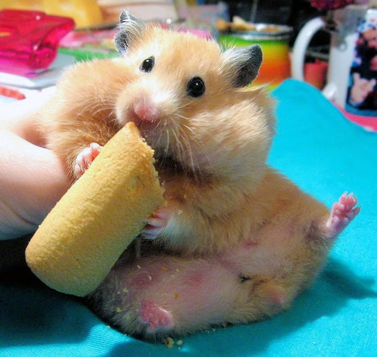 Видео про хомяков для детей