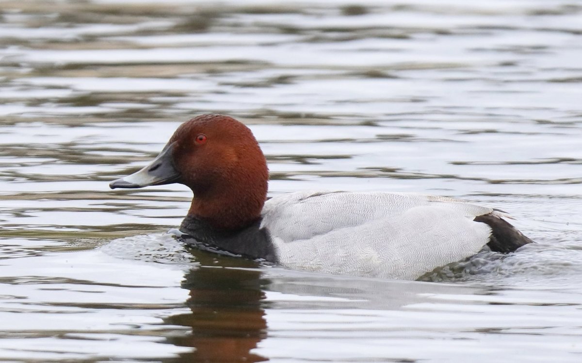 Животные утка Гага