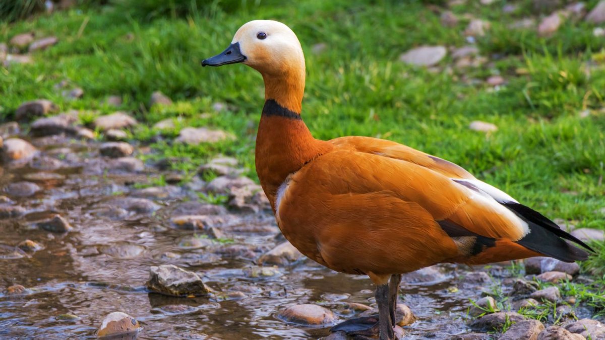 Красная утка Огарь