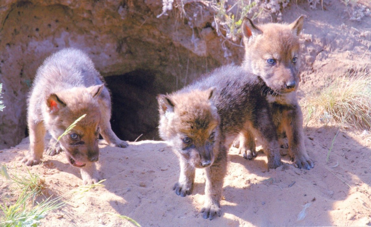 Волк, волчица, волчата – Волчье Логово,