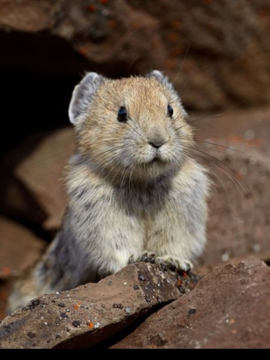 Ласка хищник