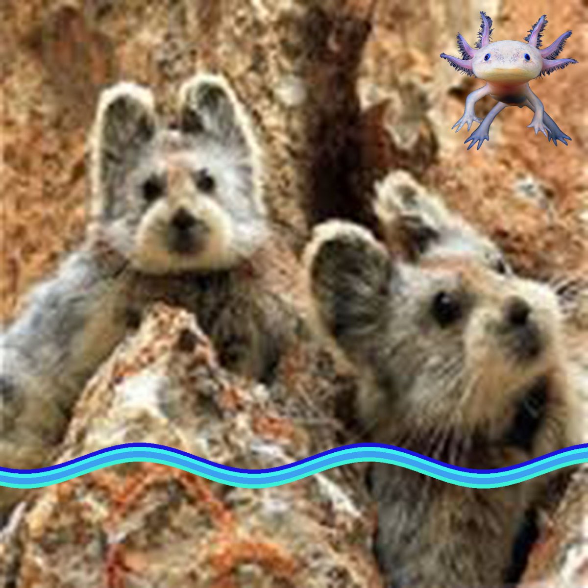 Пятнистохвостая сумчатая куница