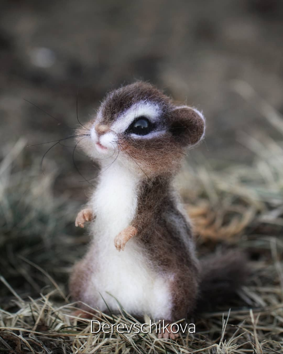 Вомбат и Квокка