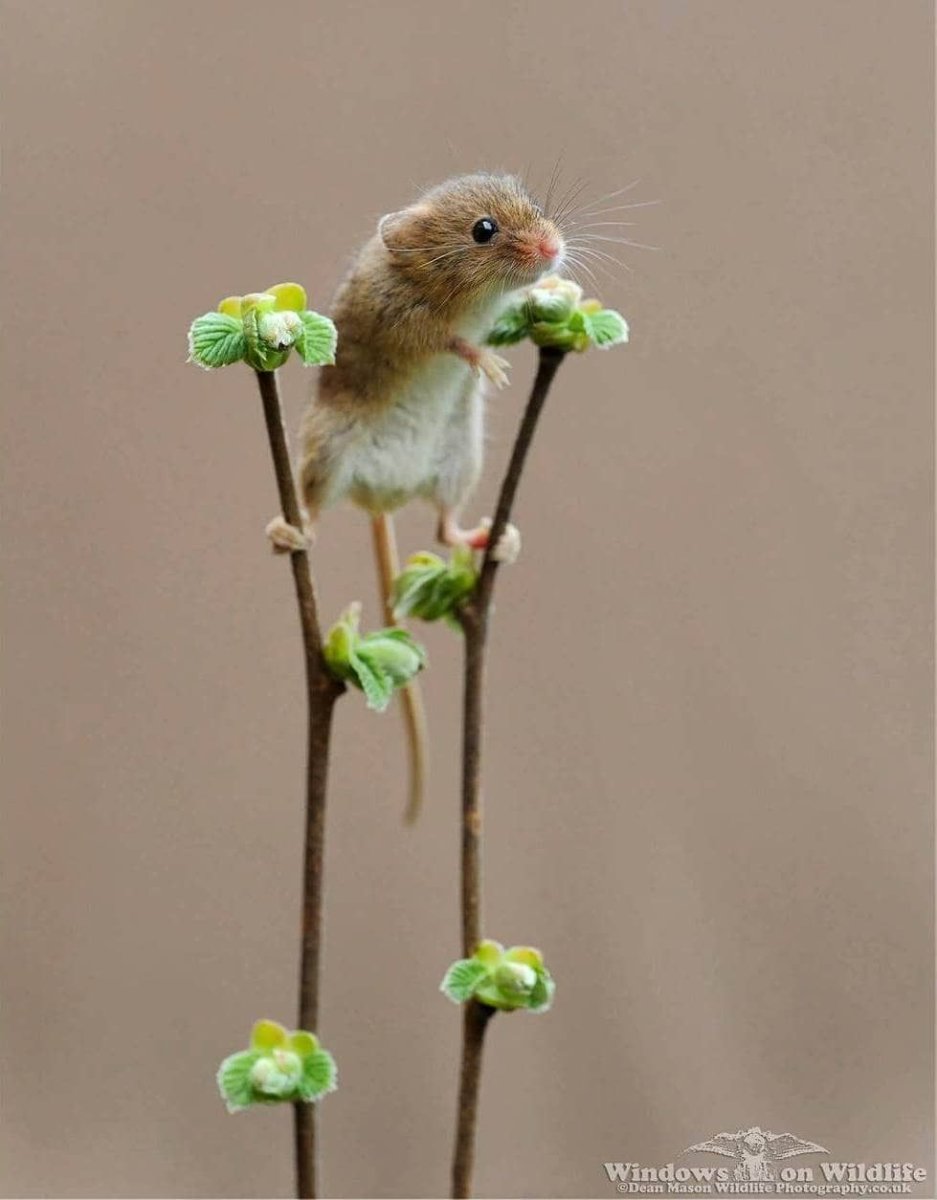 Капибара и морская Свинка