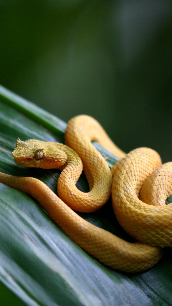 Зеленая бойга ядовитая