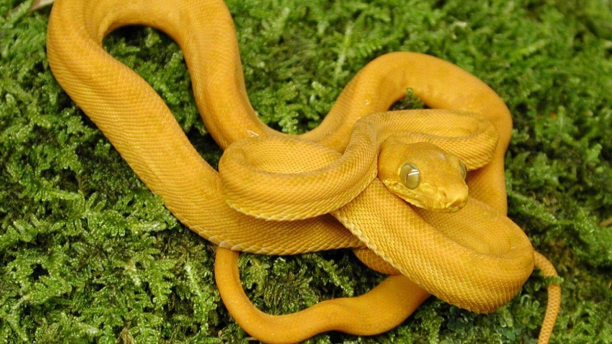 Кобра черная мамба