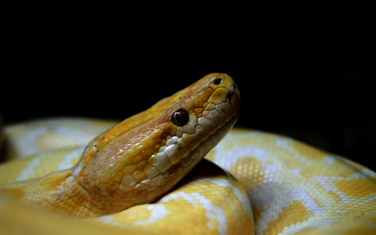 Желтая пузатая змея змея