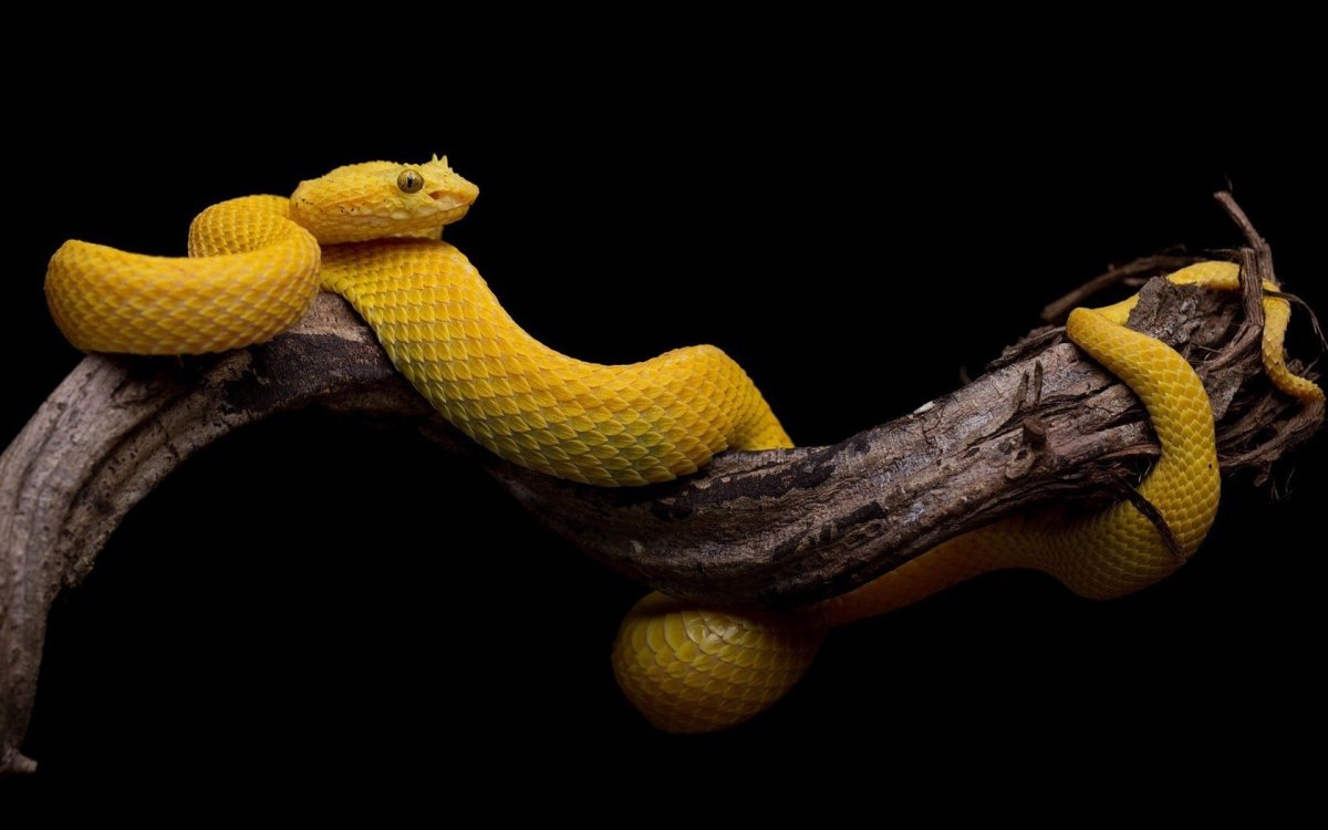 Змея на ветке