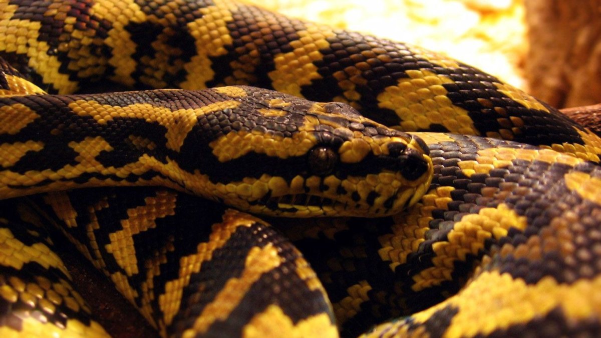 Тигровый питон желтый