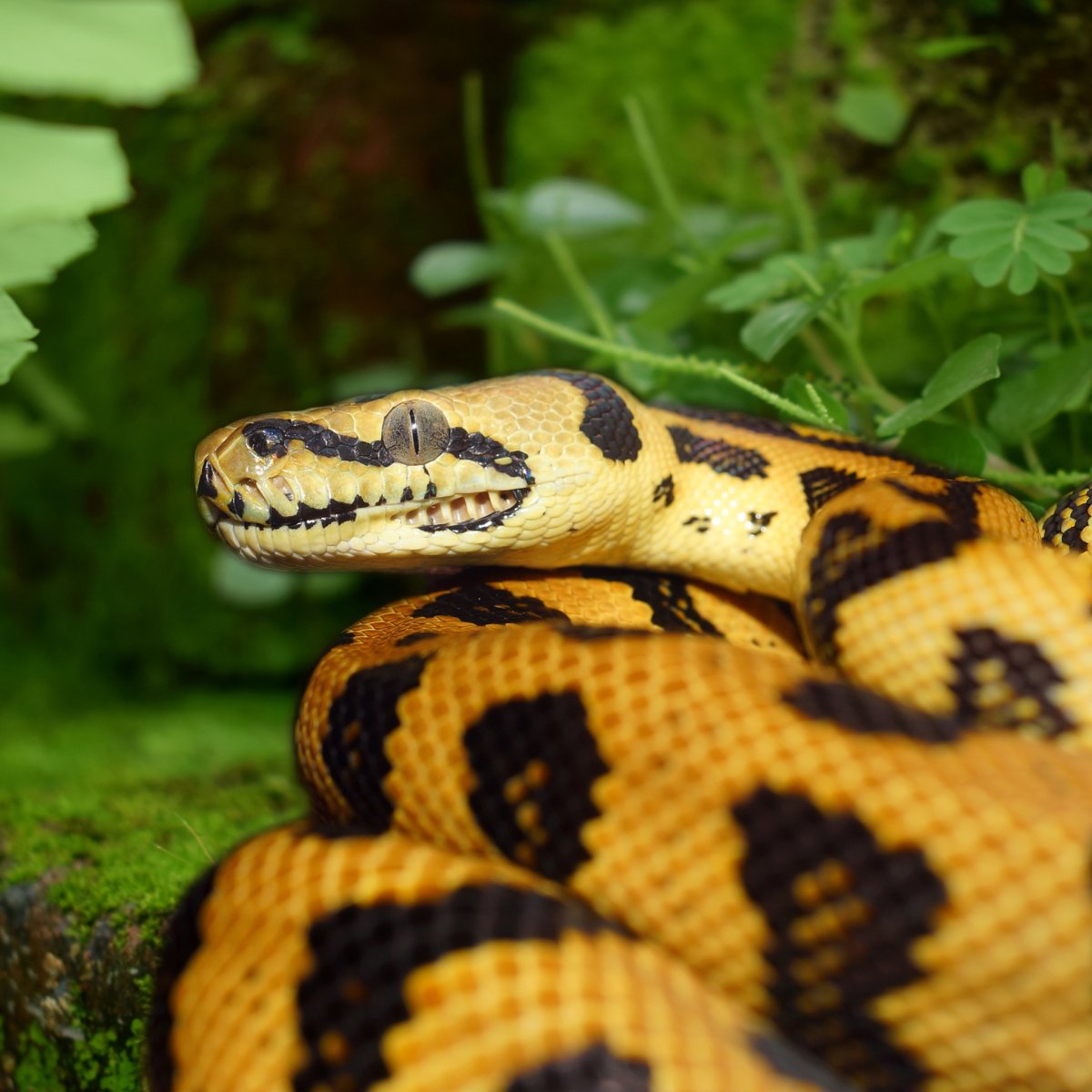 Пальмовая гадюка