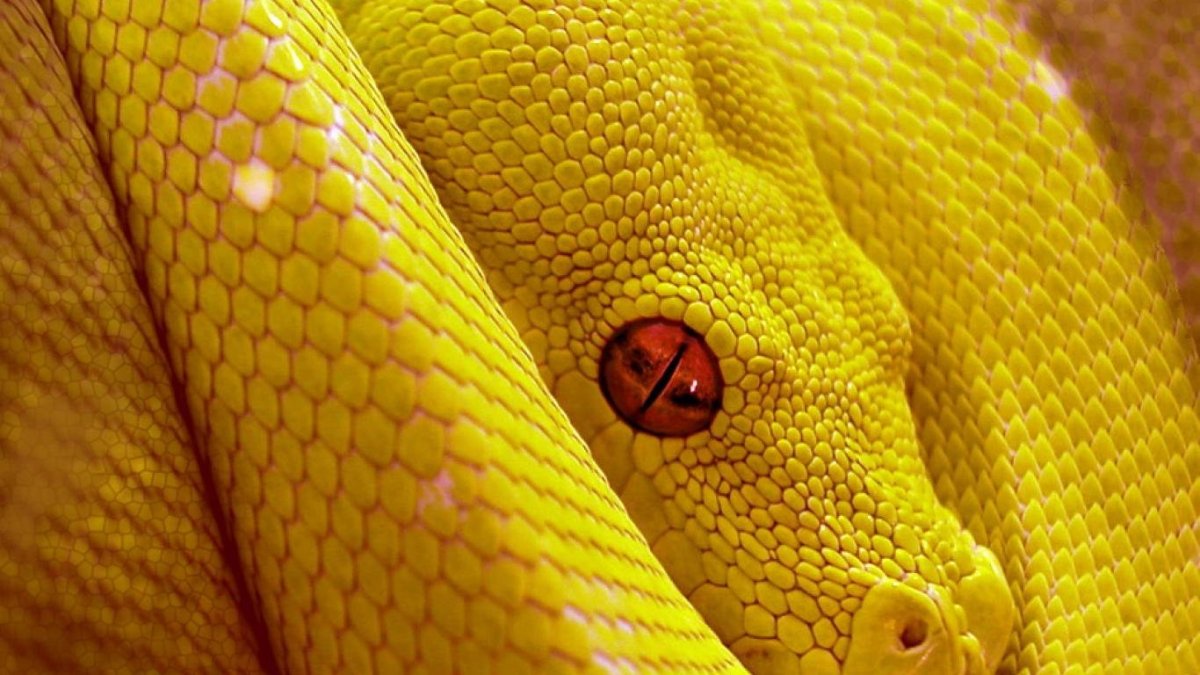 Желтые змеи