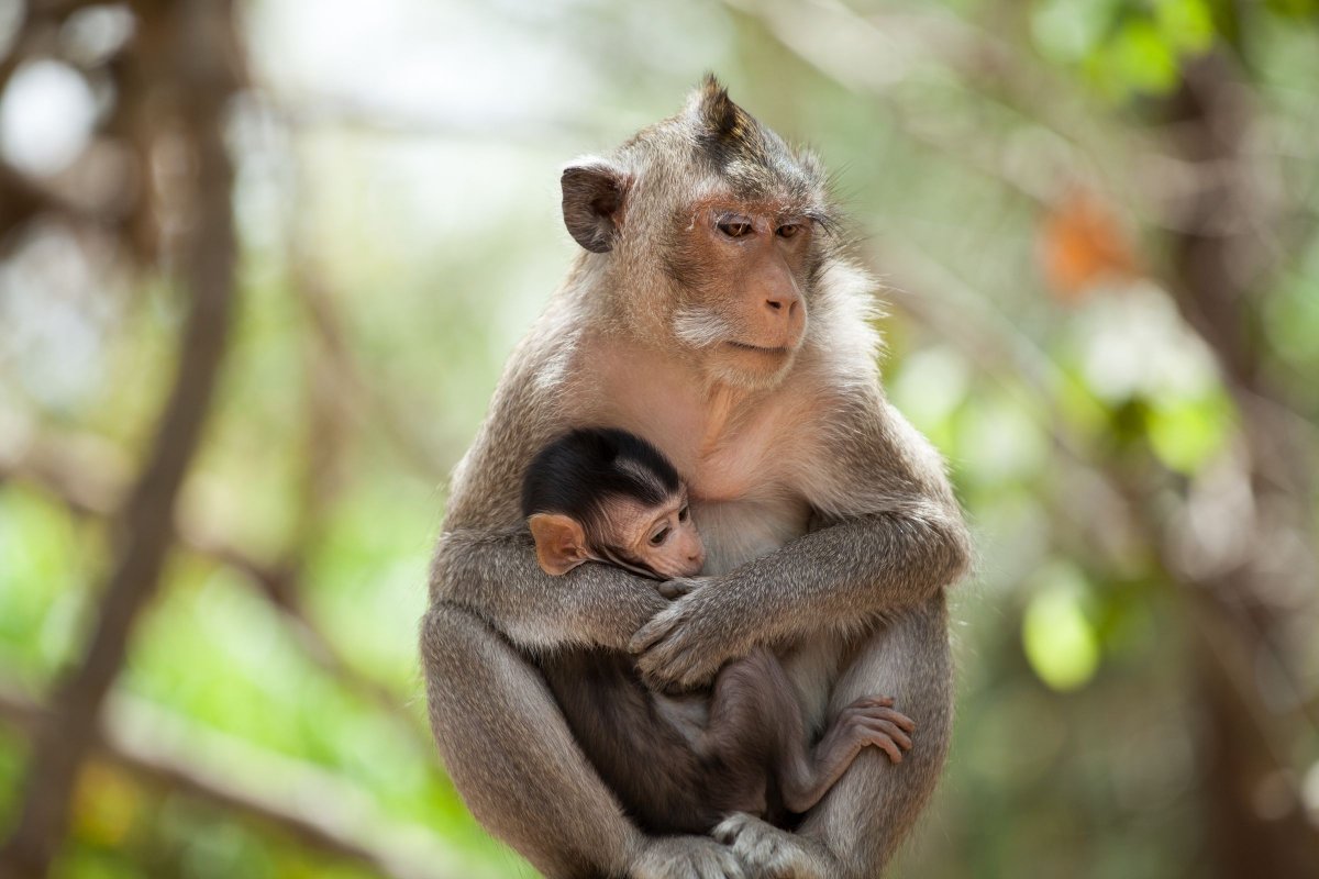 Милая обезьянка