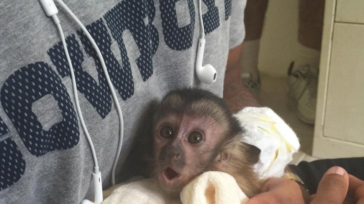 Обезьяна дома