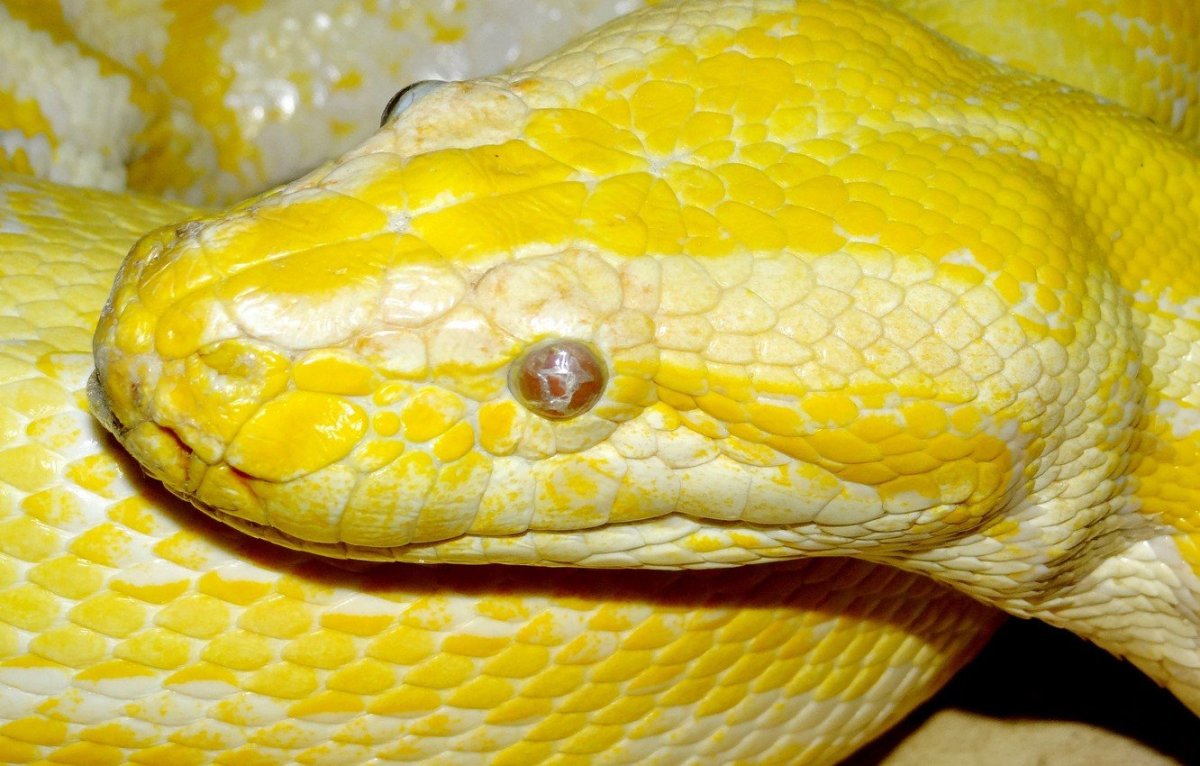 Желтые питоны змеи