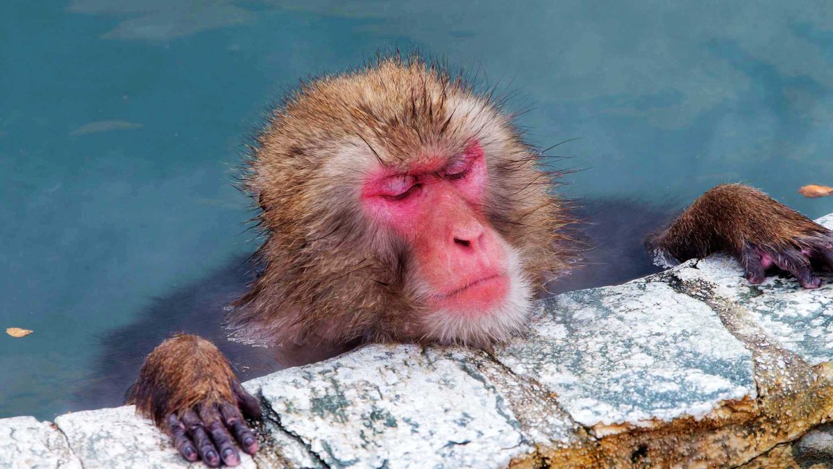 Накрашенная обезьянка