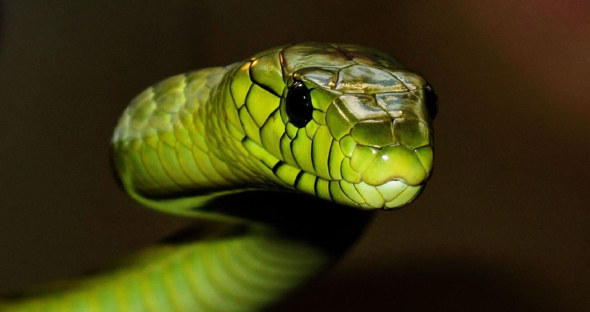 Тигровый питон альбино