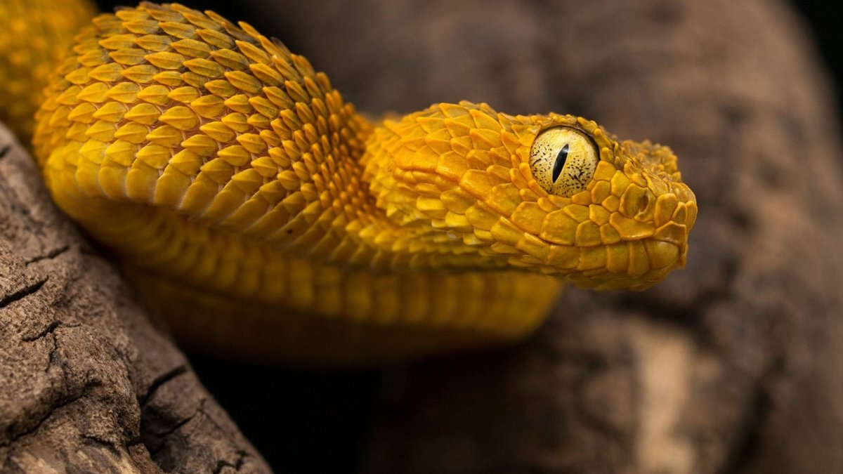 Цепкохвостый ботропс