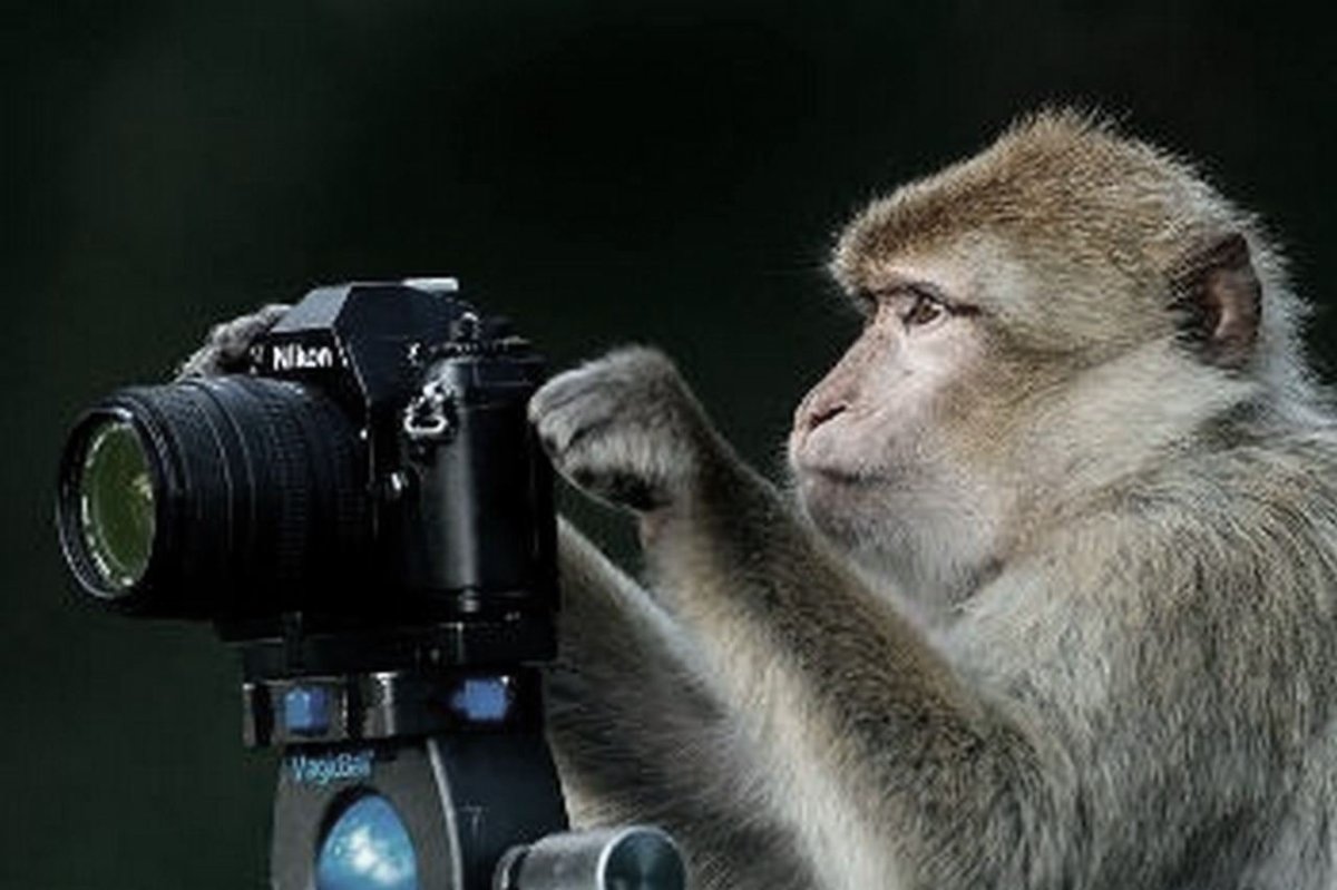 Обезьяна с фотоаппаратом