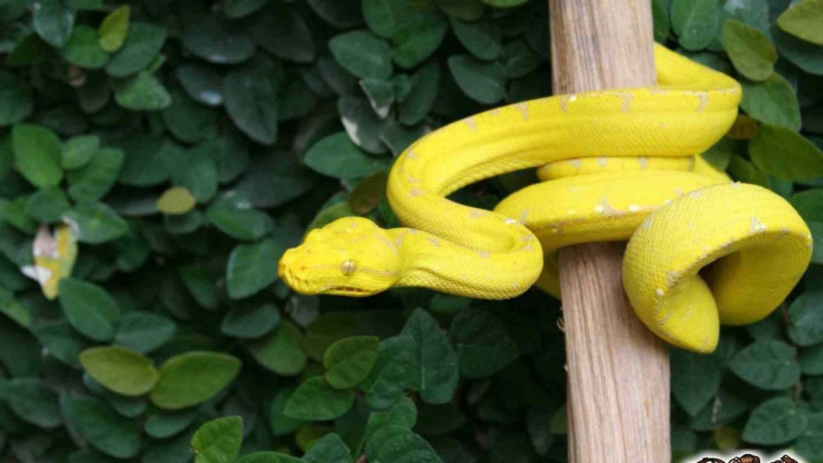 Патагонский фиолетовый питон