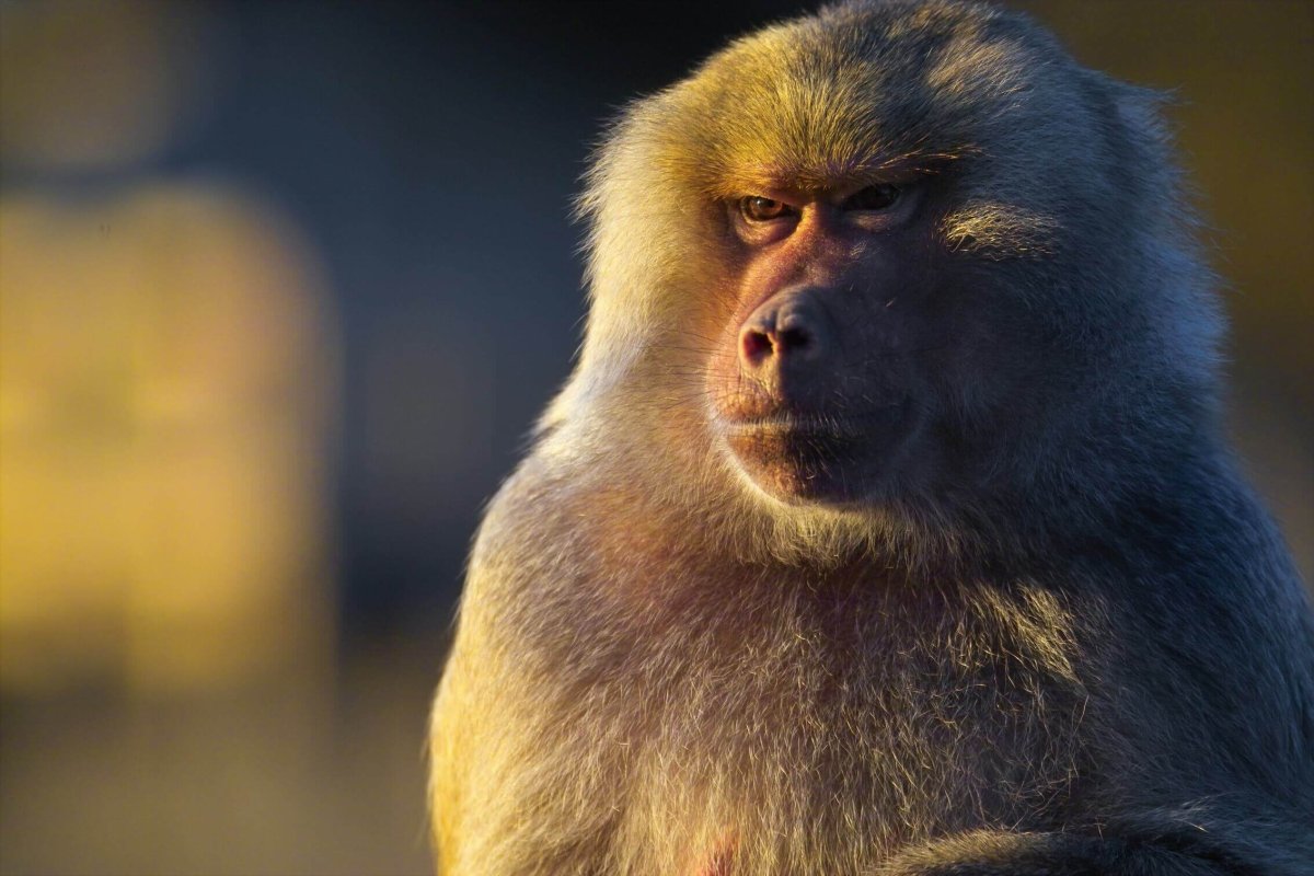 Селфи обезьяны